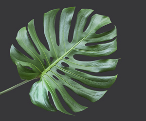 Monstera 